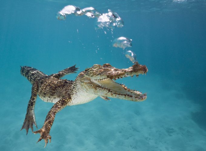 Wallpaper Crocodile, Calf, Swim, Underwater, Bubbles, Animals 257497041